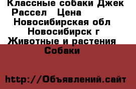 Классные собаки Джек Рассел › Цена ­ 30 000 - Новосибирская обл., Новосибирск г. Животные и растения » Собаки   